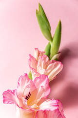 Obraz premium Pink blossom gladiolus on pink background, space for text