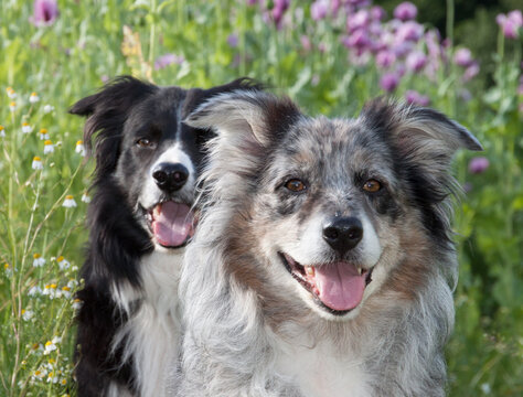 Gl&uuml;ckliches Hund Paar Border Collie und Australian Shepherd hechelnd im lila Blumenmeer aus Mohnblumen, Teutomohn im Kalletal