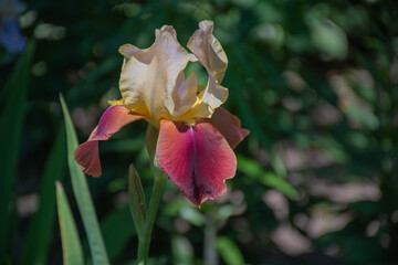 Garden flower iris bearded with the scientific name "Broadway Star": a place for text, floristry of landscape design