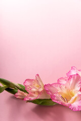Pink blossom gladiolus on pink background, space for text