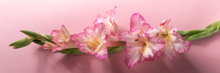 Fototapeta na wymiar Pink blossom gladiolus on pink background, space for text
