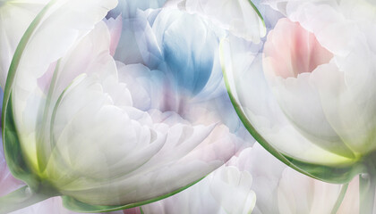 Flowers  tulips Floral spring  background. Petals tulips. Close-up. Nature.