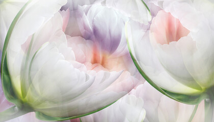 Flowers  tulips.   Floral  spring  background.   Petals tulips. Close-up. Nature.