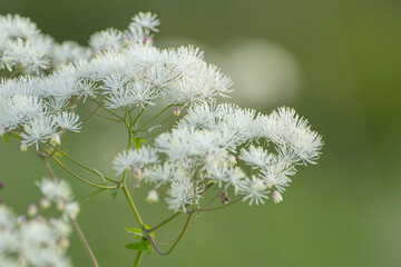 高原に咲くカラマツソウ