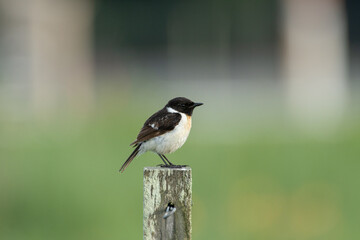 夏の野鳥　ノビタキ