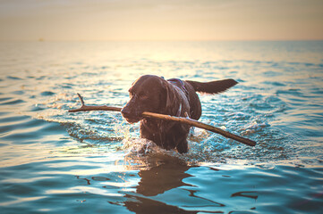 Dog fetching stick from the ocean. High quality photo - 517142252