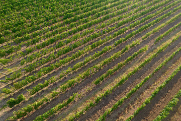 Aerial view of a vineyard in the summer season