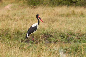 Saddle billed stork in front of water