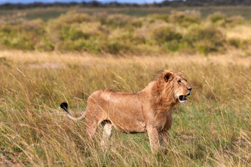 Big male lion walking through high grass