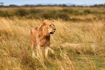 Fototapeta na wymiar Big male lion walking through high grass