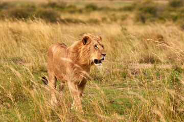 Big male lion walking through high grass