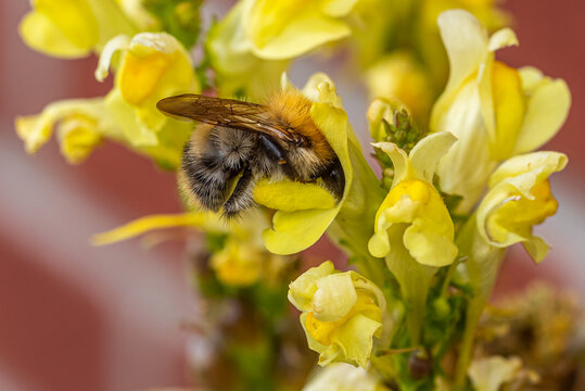 A common carder bee (Bombus pascuorum) collecting nectar from a blossom of common toadflax (Linaria vulgaris) therefore crawling deep iinto the blossom.