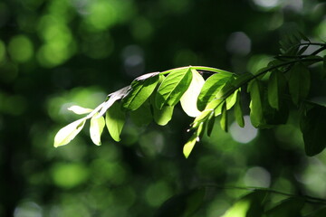 acacia sous tous les angles