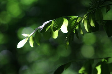 acacia sous tous les angles