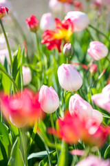 アイスチューリップ