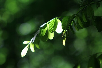 acacia sous tous les angles