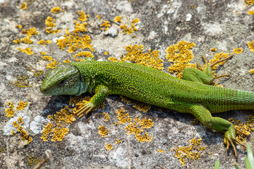 Lacerta viridis, Green and blue lizard with ticks, macro photo of a lizard, European green lizard