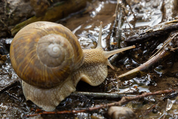 Burgundy snail, Helix, Roman snail, edible snail, escargot, on the surface of old stump with moss in a natural environment. Green moss and mold growing on the old tree trunk.