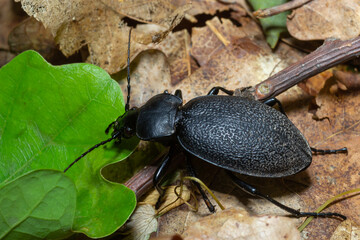 Carabus coriaceus is a species of beetle widespread in Europe, where it is primarily found in deciduous forests and mixed forests.