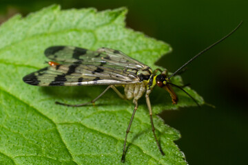 Panorpa communis is the common scorpionfly a species of scorpionfly. Its are useful insects that eat plant pests