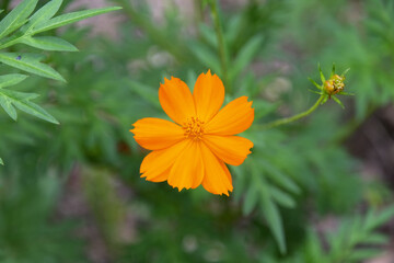 キバナコスモス