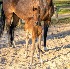 A week old dark brown foal stands outside in the sun with her mother. mare with red halter....