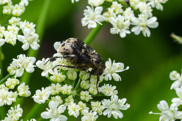 Closeup on a small scarab beetle, Valgus hemipterus, sitting on a white flower in the field