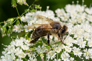 Closeup of a bee collecting nectar from the white blossoms of bishopsweed, Aegopodium podagraria