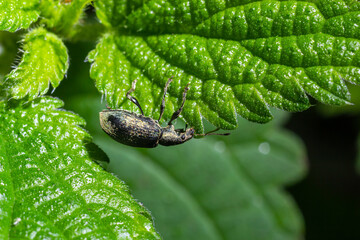 Phyllobius argentatus is a species of short nosed weevil commonly known as the silver green leaf weevil