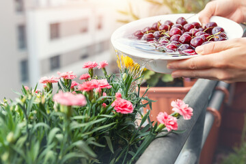 Close-up woman hand watering blooming pink carnation flower pots with water after washing cherry fruit vegetables in bowl home balcony terrace garden. Sustainable efficient water usage reduce concept