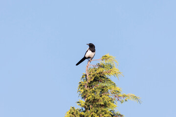 Magpie in blue sky on top of thuy tree