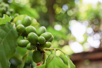 organic arabica green coffee beans  brance tree in farm.green Robusta and arabica  coffee berries...
