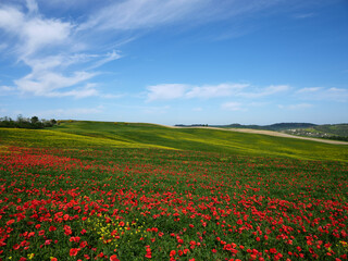 Fototapeta premium Views of beautiful Tuscany in Italy.