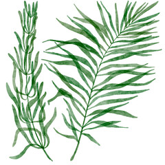 Tropical leaves set. Jungle botanical watercolor illustrations, floral elements, Palm leaves and other.