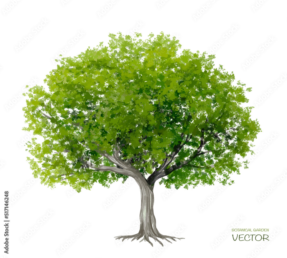 Wall mural vector watercolor of tree side view isolated on white background for landscape and architecture draw
