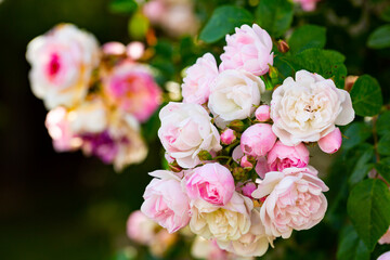 Rose bush pink blossoming on sunny day