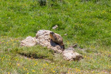 Mountain marmot on top of a stone with grass around

