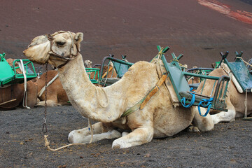camellos en cautividad en lanzarote