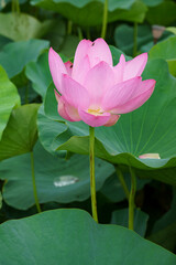 Obraz premium ハスの花