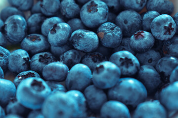 blueberry, borówka amerykańska, dużo zerwanych owoców - obrazy, fototapety, plakaty