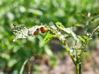 Colorado beetles completely destroyed the leaves on the top of the potatoes. Pest control of agricultural plants.