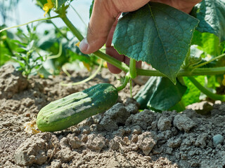 A cucumber ripens under the sun in the garden. Cultivation of cucumbers.