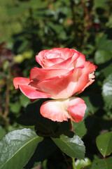 Bicolor rose (grade Aliska) in Moscow garden. Buds, inflorescence of flower closeup. Summer nature. Postcard with bicolor rose. Roses blooming. Red flowers, red-white rose blossom. Photo of flower