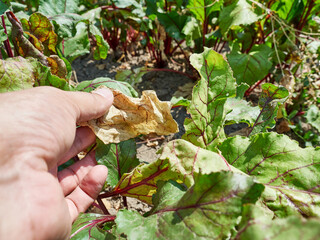 A farmer examines a dried beet leaf. Drought. Combating drought in agriculture.