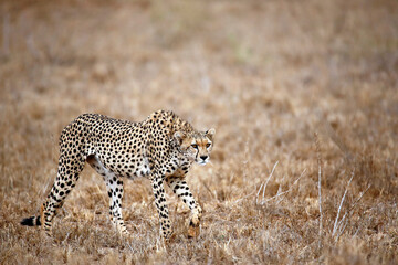 Fototapeta na wymiar Cheetah Walking on Grass. Taita Hills, Kenya