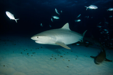 Fototapeta premium Tiger Shark (Galeocerdo cuvier) over Sandy Bottom at Dusk, with Lemon Shark. Tiger Beach, Bahamas