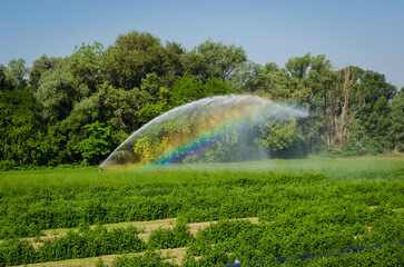 Il getto d'acqua di un irrigatore agricolo crea un arcobaleno quando colpito dai raggi del sole