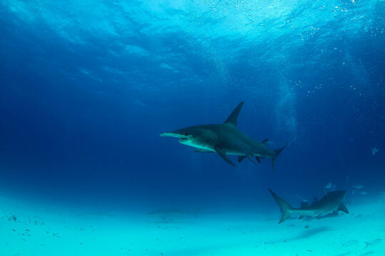 Great Hammerhead Shark (Sphyrna mokarran) with Tiger Sharks. Tiger Beach, Bahamas © Daniel Lamborn