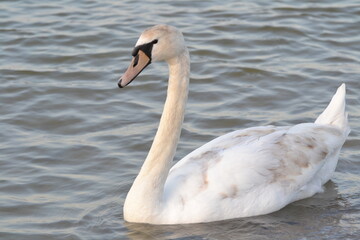 Swan