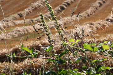 champ culture et fenaison